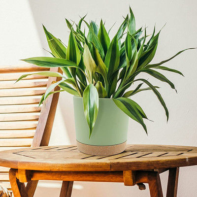 Potenciômetros plásticos internos da planta verde com furos da drenagem e base removível